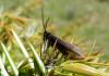 Heterogynis sp.